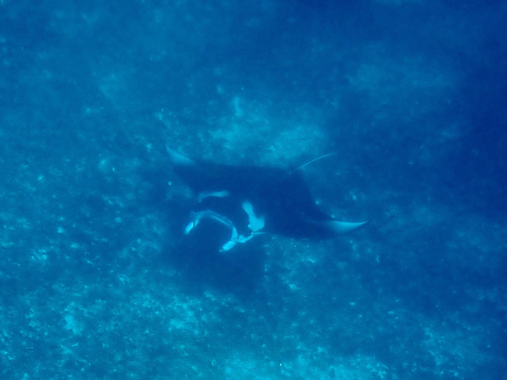 Reef Manta Ray (Mobula alfredi) - recorded at Batu Bolong