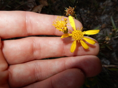 Pityopsis aequilifolia image