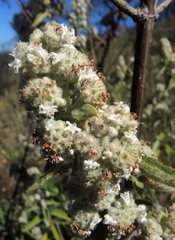 Hyptis oblongifolia