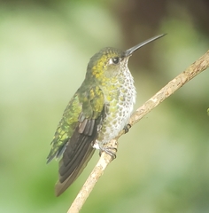 Taphrospilus hypostictus