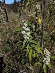 Hyptis oblongifolia