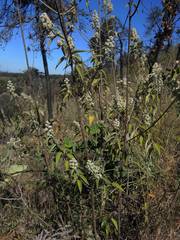Hyptis oblongifolia