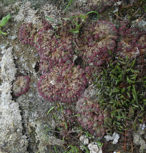 Riccia cavernosa