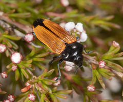 Castiarina rufipennis