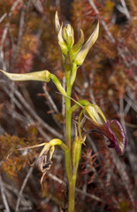 Cryptostylis ovata