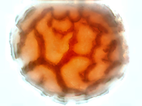 Riccia cavernosa