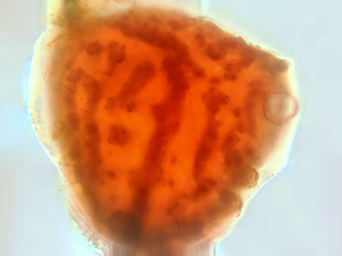 Riccia cavernosa