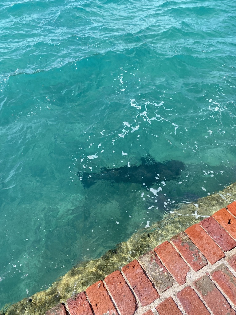 atlantic-goliath-grouper-in-august-2023-by-borb-in-a-cup-inaturalist