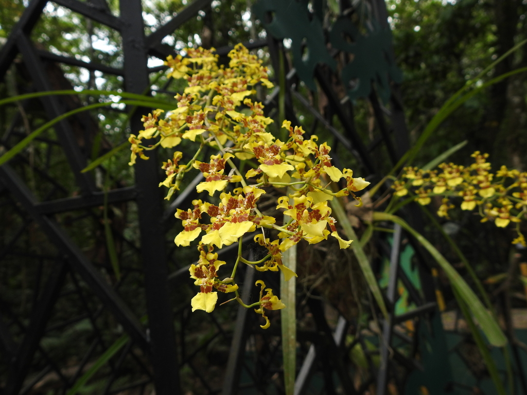 Kandyan Dancer Orchid in April 2022 by gabriel_hdz · iNaturalist