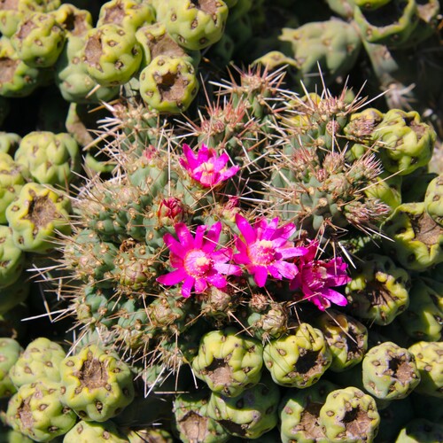 iNaturalist observation photo of Coast Cholla
