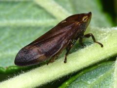 Philaenus ferrugineus