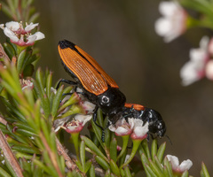 Castiarina rufipennis