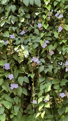 Thunbergia laurifolia image
