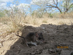 Onychomys leucogaster