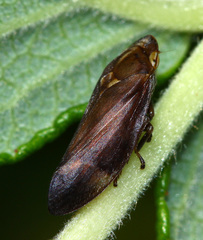 Philaenus ferrugineus