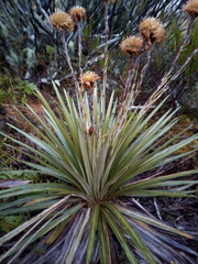 Celmisia armstrongii