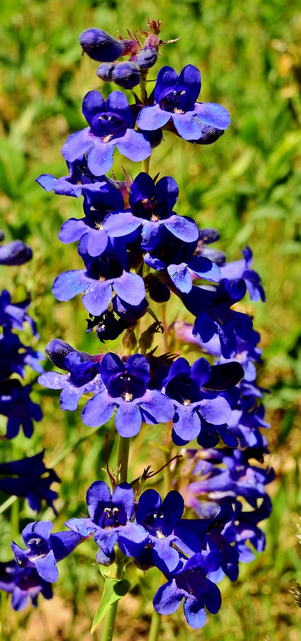Penstemon mensarum