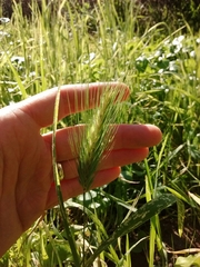 Hordeum murinum leporinum