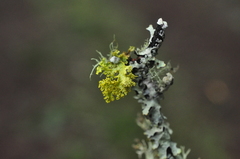 Vulpicida canadensis