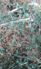 Chenopodium trigonon stellulatum