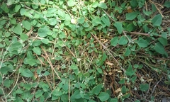 Chenopodium trigonon stellulatum