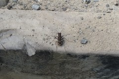 Neocicindela tuberculata