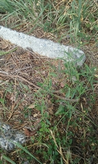 Sisymbrium orientale