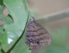 Magneuptychia