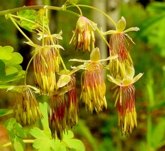 Thalictrum fendleri fendleri