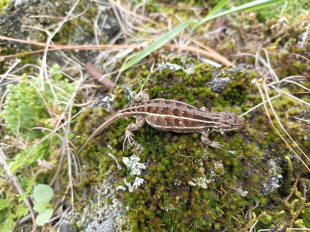 Trans Volcanic Bunchgrass Lizard (Sceloporus bicanthalis)