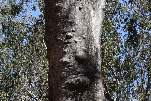 Eucalyptus moluccana observed 2018-11-04