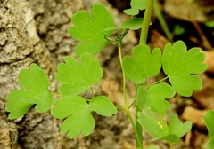 Thalictrum fendleri fendleri