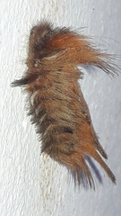 Megalopyginae