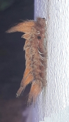 Megalopyginae