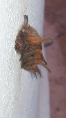 Megalopyginae
