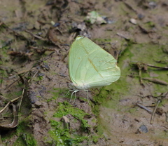 Rhabdodryas trite trite