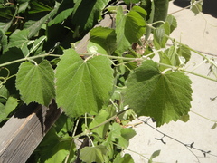 Vitis girdiana