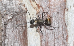 Hagiomyrma