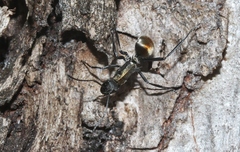 Hagiomyrma