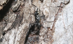 Hagiomyrma