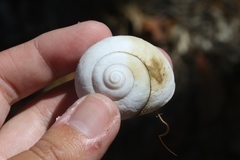 Xanthomelon saginatum