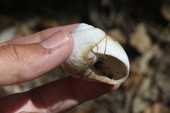 Xanthomelon saginatum