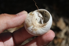 Xanthomelon saginatum