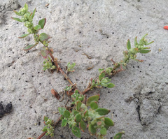 Chenopodium detestans