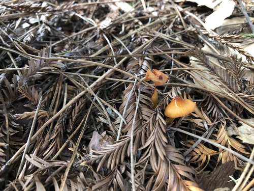 Hygrocybe californica image