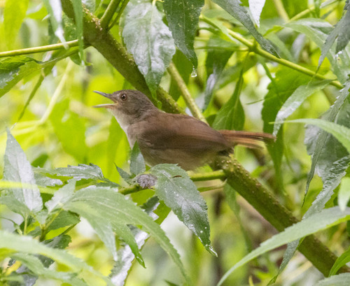 Sulawesi Babbler (Pellorneum celebense), photo 3
