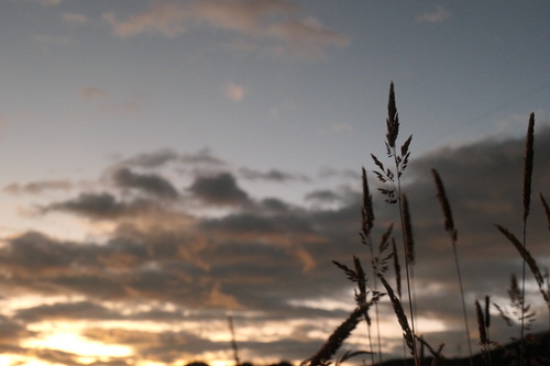 Smiltyninis lendrūnas nuotrauka