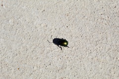 Chrysolina auripennis