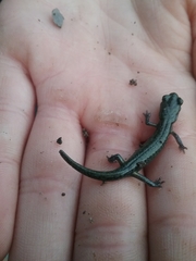 Aneides klamathensis