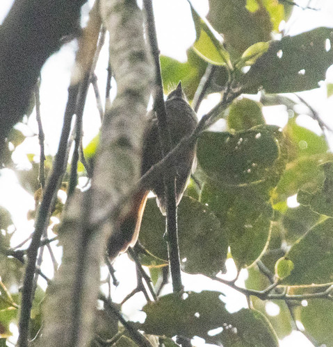 Sulawesi Fantail (Rhipidura teysmanni), photo 2